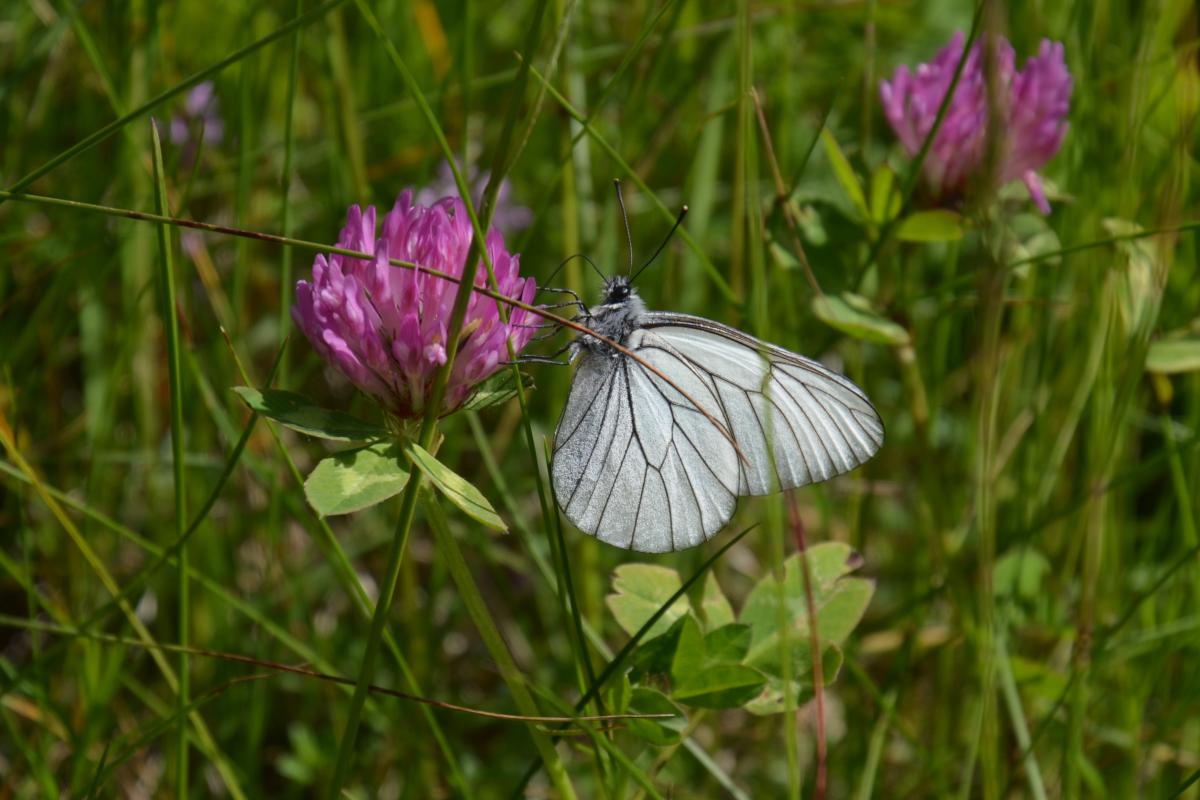 Platzer Alm 27.06.2022